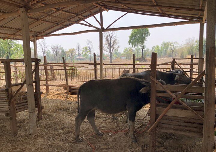 Rencontrer les animaux de la ferme en Thaïlande