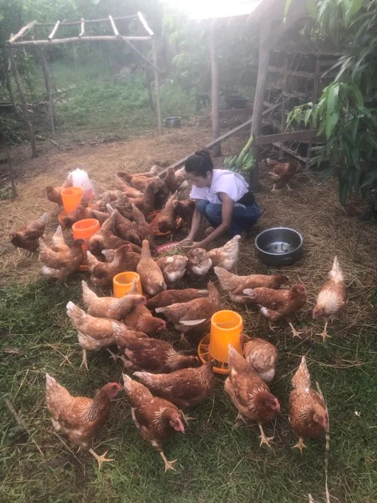 Nos poules vivent en liberté, tous nos animaux ont droit au bien-être !