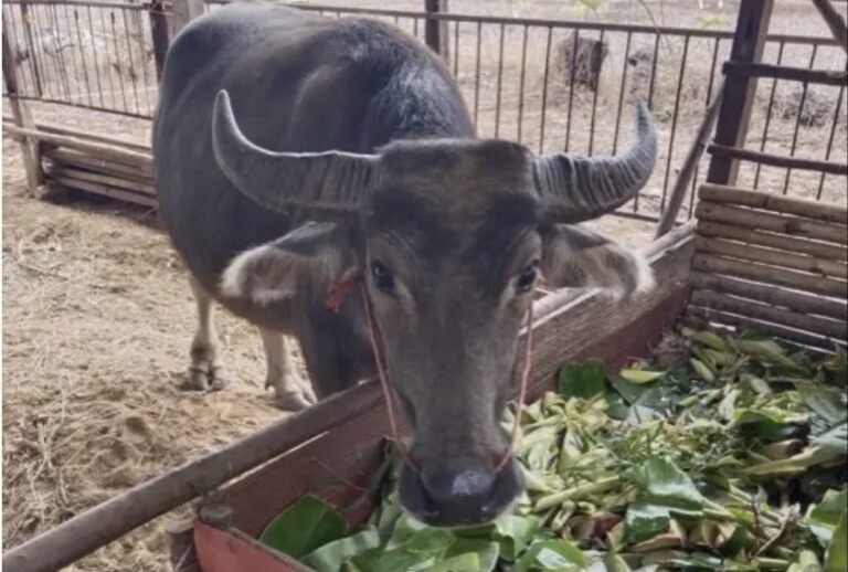 Activités avec les Animaux de la Ferme