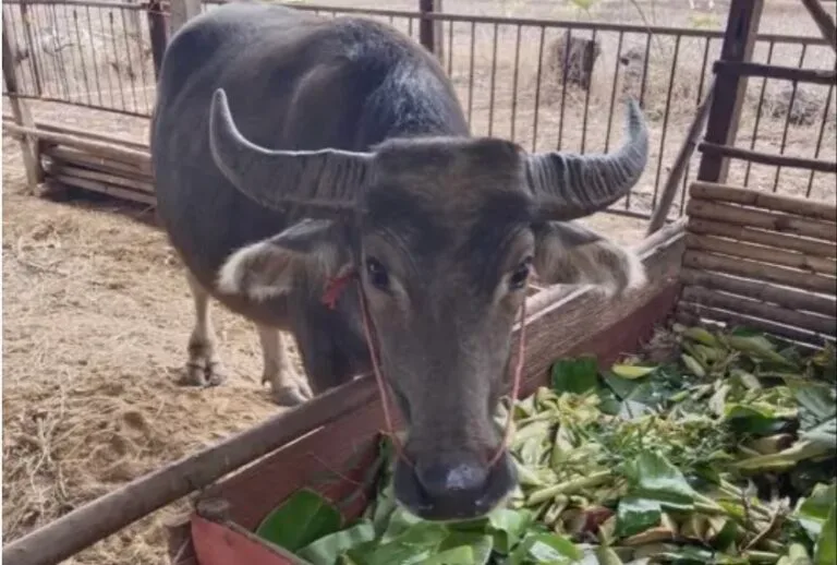 Activités avec les Animaux de la Ferme