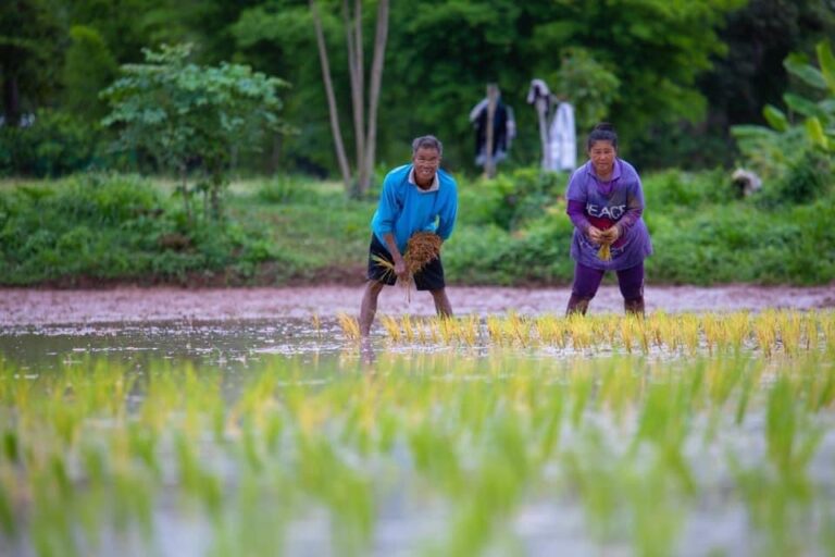 Activités dans les rizières