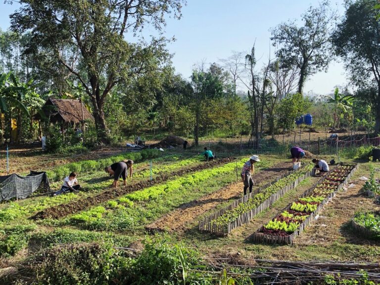 Le potager Bio