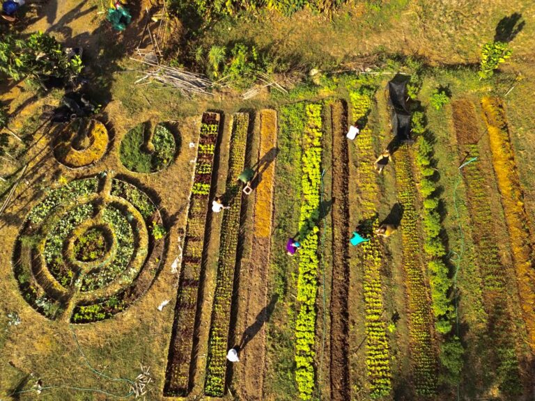 Plongez-vous dans l'univers de la culture biologique en découvrant et en participant à notre potager bio ou naturel pendant votre séjour Woofing.