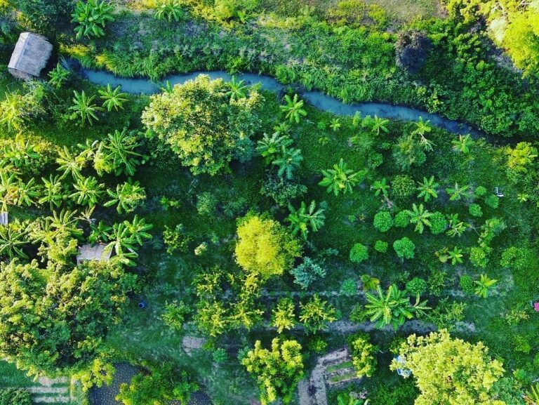 Vue du ciel de notre forêt comestible