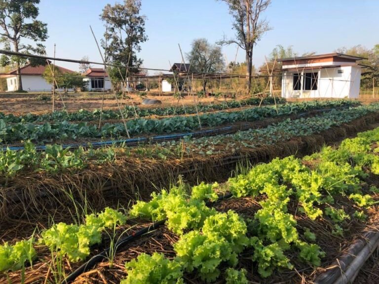 Association de cultures, des plantes qui s'entre-aident
