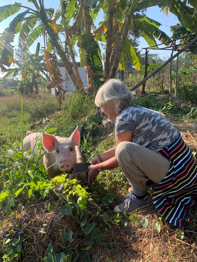 Le cochon est l'un des animaux très représentés dans les campagnes de la Thaïlande.