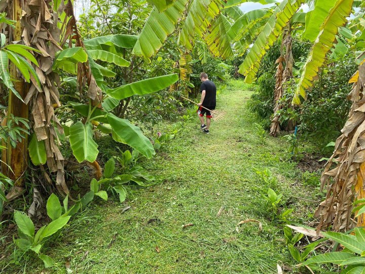 Nous pourrions définir le jardin forêt comme un jardin biologique parfait, facile et complet.