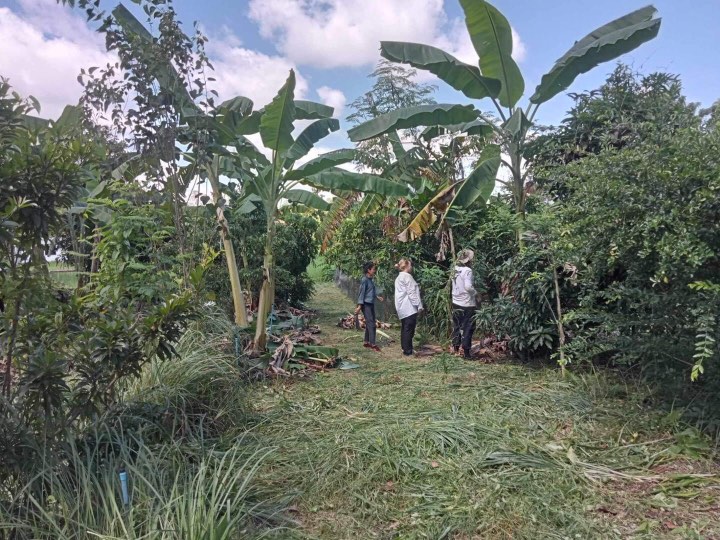 Le jardin forêt est donc un jardin comestible, qui imite la structure et la diversité d’une vraie forêt naturelle.