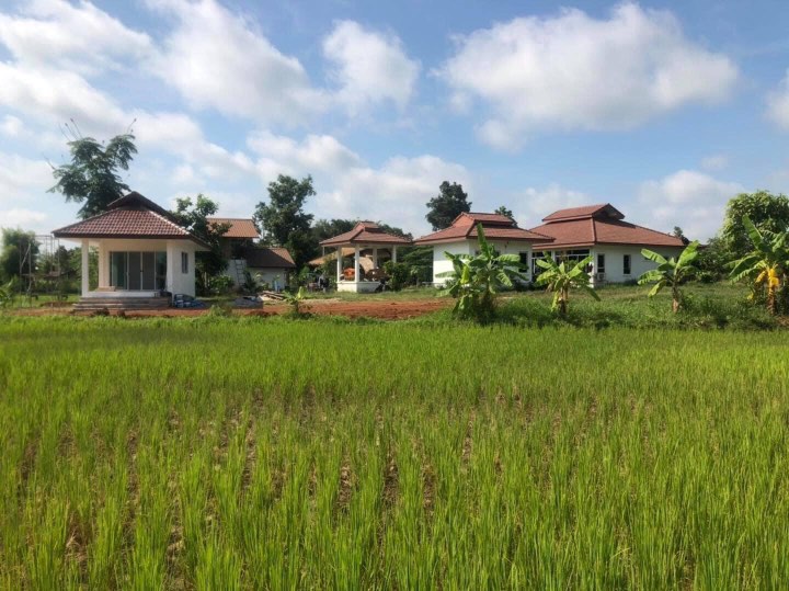 Vous pourrez voir pousser le riz installé confortablement dans nos bungalows