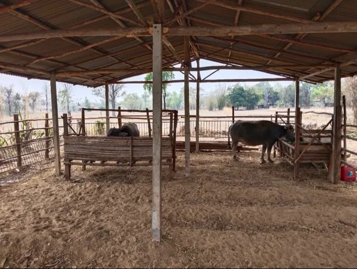 Les buffles, animaux sympathiques des campagnes de Thaïlande