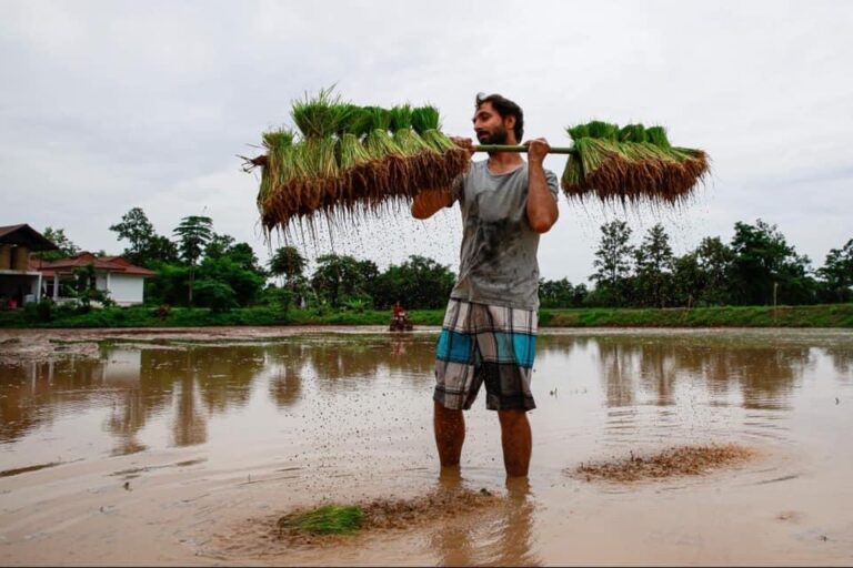 Partagez un moment précieux avec notre équipe de cultivateurs de riz, qui perpétue avec fierté les techniques traditionnelles