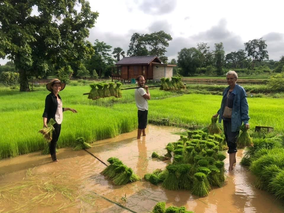 Le travail dans les rizières à la saison des pluies offre une expérience exaltante et régénérante !