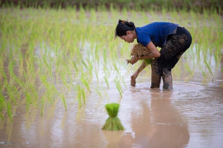 Aun en train de repiquer le riz avec amour et respect...