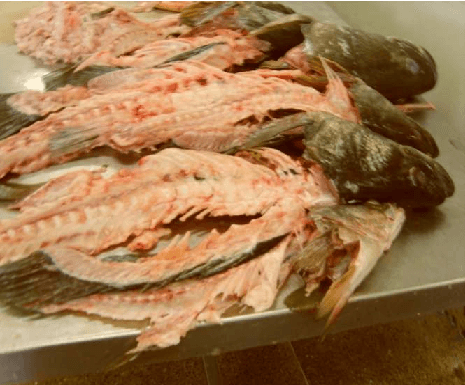 Carcasses de poissons