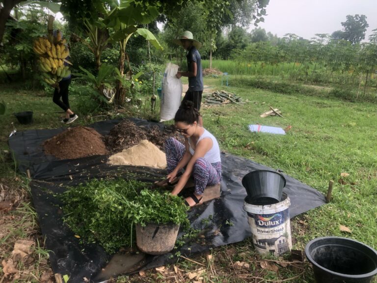 Fertilisant Universel à Base de Plantes Mixtes