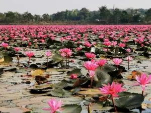 Lac des lotus rouges, Nong Khai, Thaïlande