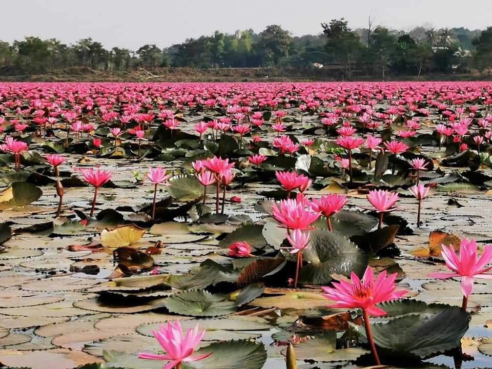 Lac des lotus rouges, Nong Khai, Thaïlande