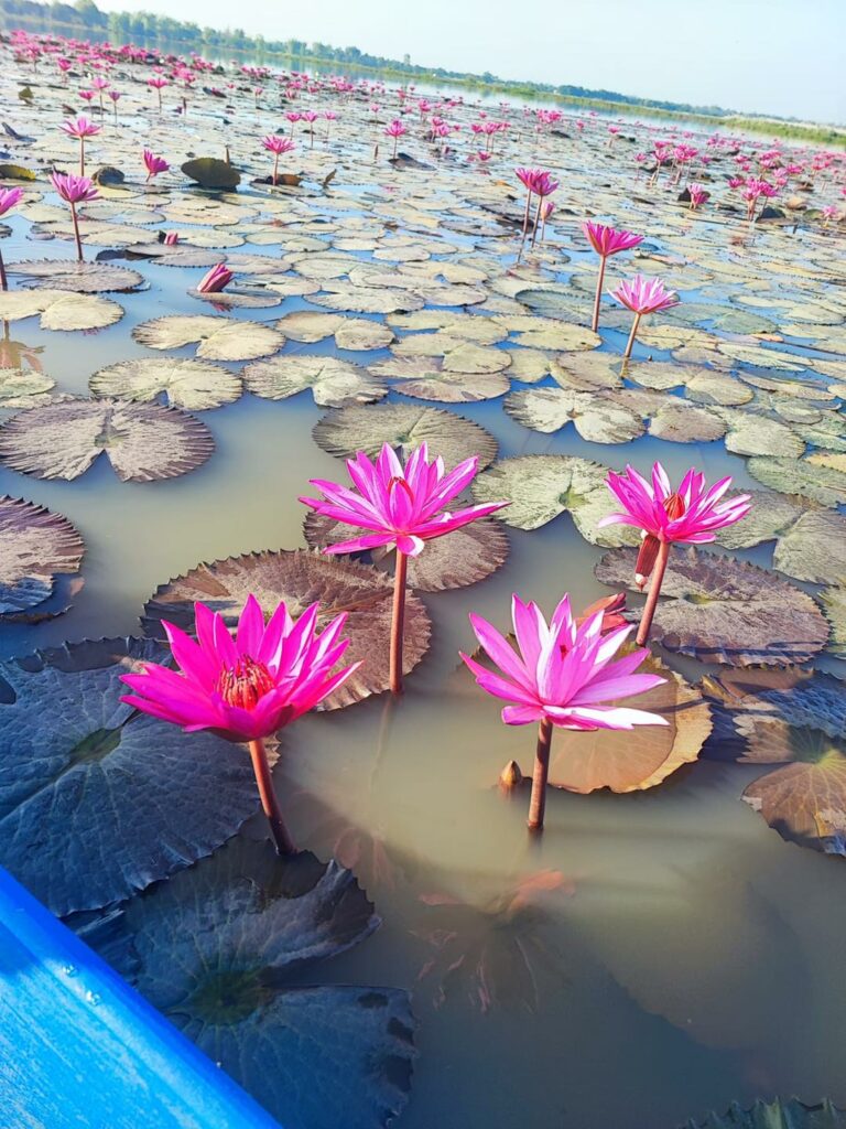 Wang Bua Daeng, le lac des lotus rouges pres de Nong Khai