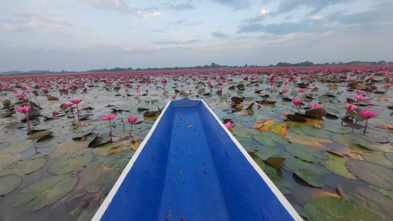 Des bateaux bleus sur un lac de lotus rouge... une balade sur le lac Wang Bua Daeng