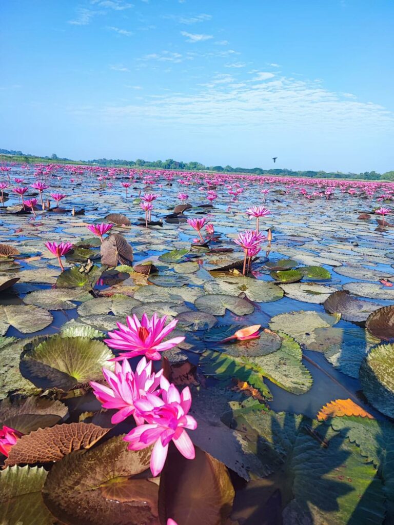 Les lotus rouges de Wang Bua Daeng, Nong Khai