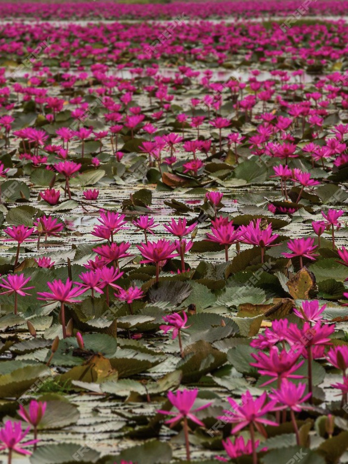 Le lac des lotus rouges près de Udon Thani, Thaïlande