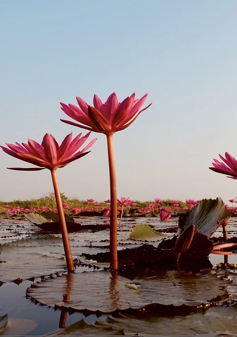 Red Lotus Lake Kumphawapi, Udon Thani, Thaïlande