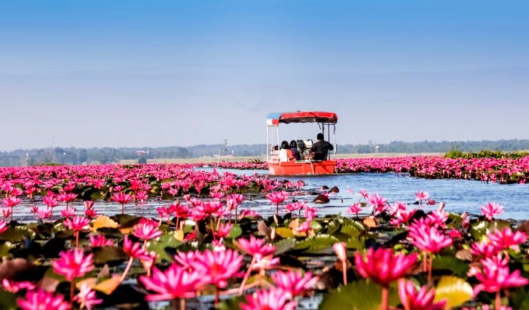 Lac des lotus rouges Udon Thani