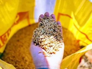 Le riz est-il meilleur pour la santé que les féculents et les pâtes ?