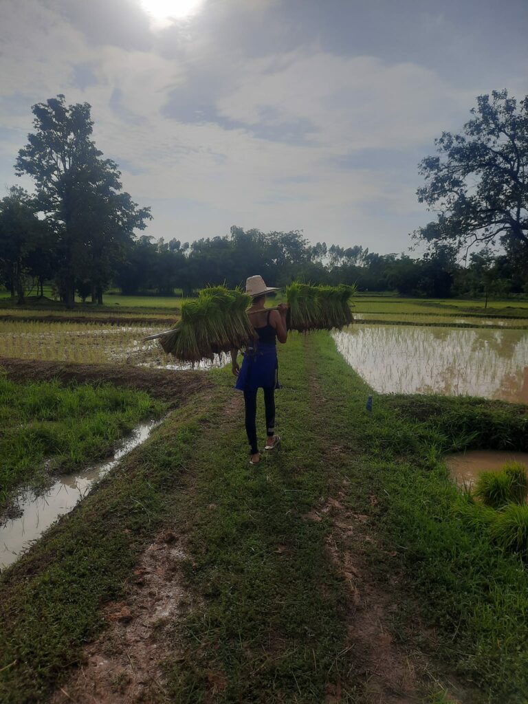 Dans chaque grain de riz, c'est toute l'âme de la Thaïlande qui s'exprime : l’amour du travail bien fait, le respect de la nature, et une fierté profonde de perpétuer une tradition qui nourrit à la fois le corps et l'esprit. Les paysans thaïlandais, véritables artisans de la terre, cultivent le riz avec un amour profond, leur technique transmise de génération en génération.