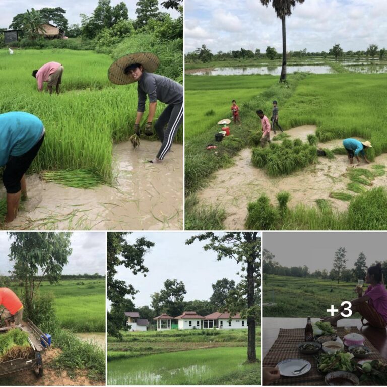 Le riz est profondément ancré dans la culture culinaire de la Thaïlande, où il occupe une place de choix dans presque tous les repas.