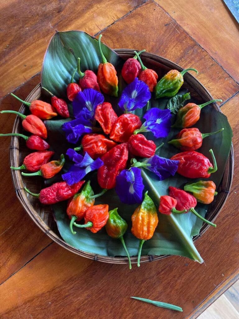 Chez nous la beauté est comestible