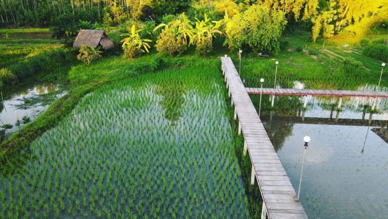 À la Suwan Organic Farmstay nous cultivons le riz à l'ancienne