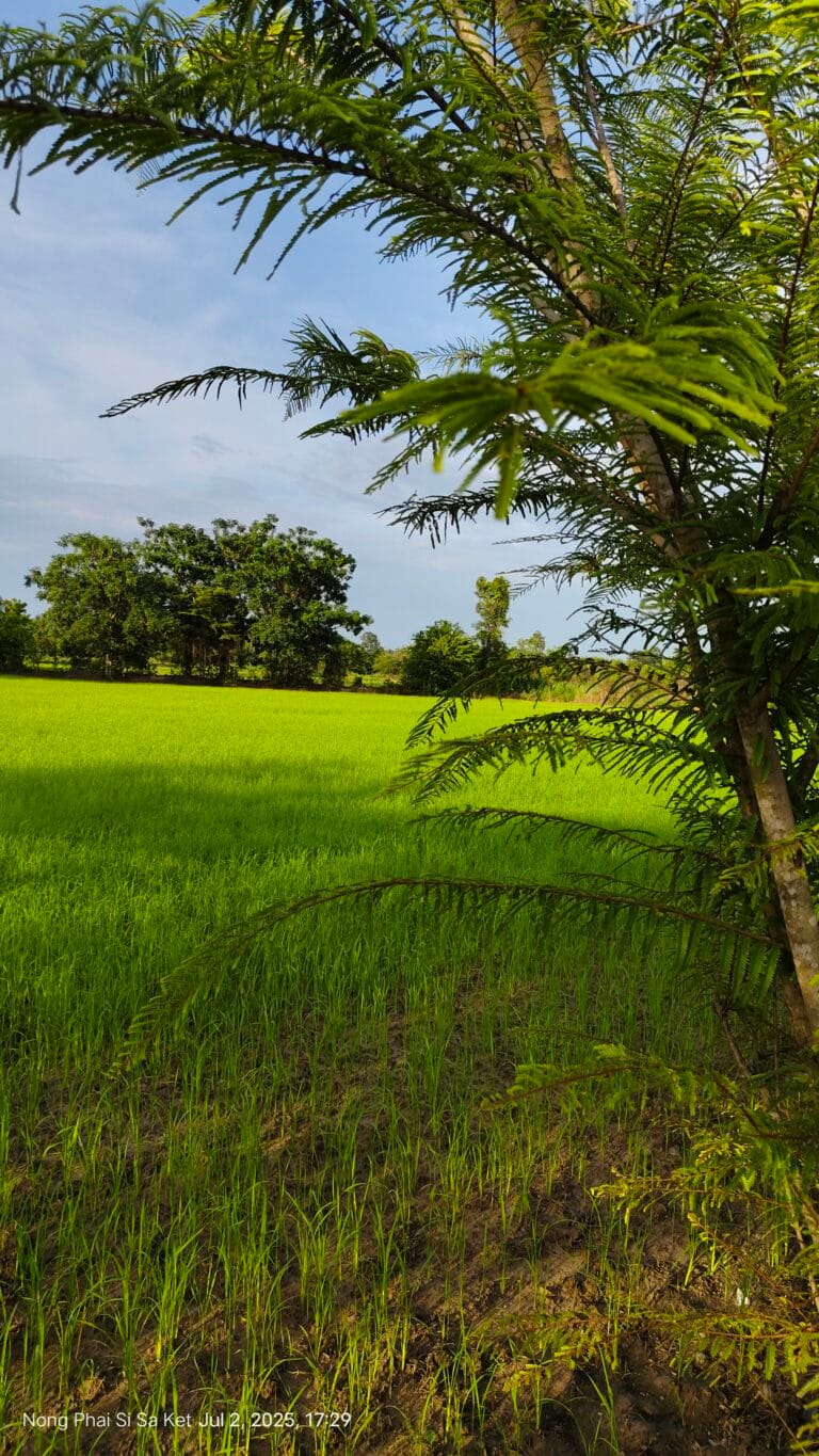Partout le riz, comme une mer verte...
