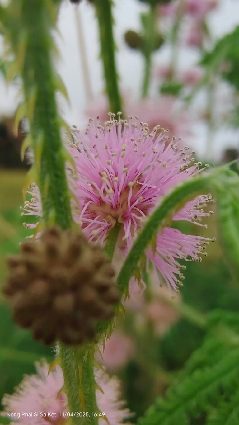 Mimosa Pudica, la beauté pousse au bord des chemins