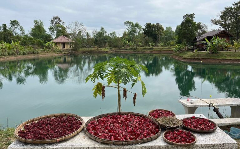 Douceur de vivre à la Suwan Organic Farmstay
