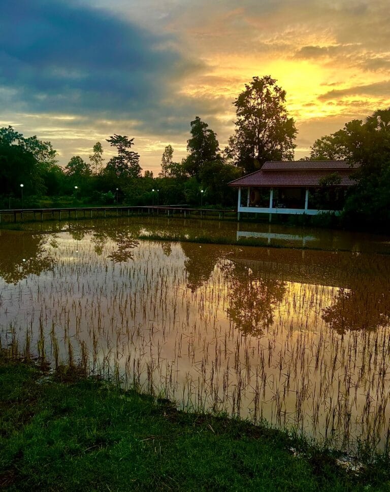 Coucher de soleil sur les rizières de la Suwan Organic Farmstay