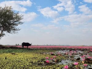 Le Red Lotus Lake Kumphawapi, près de Udon Thani