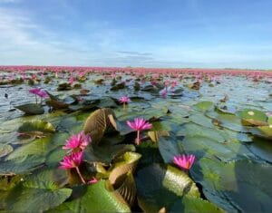 Lac des lotus rouges, Udon Thani