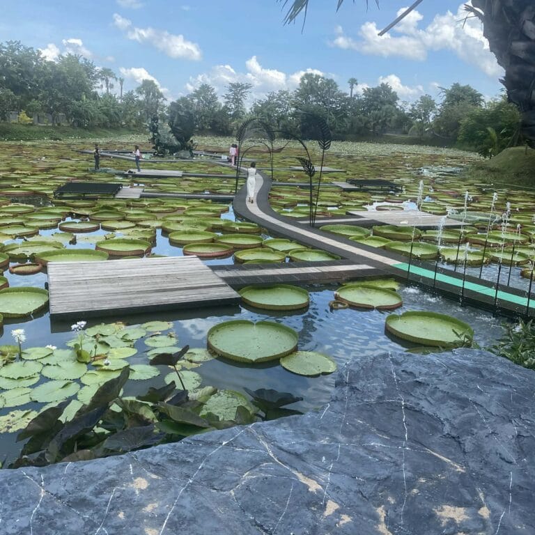 Les lotus géants de Nong Khai