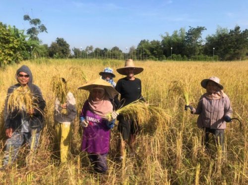 257242263_851082545564123_363923553395914598_n Les riz de l'Isaan, l'or de la Thailande