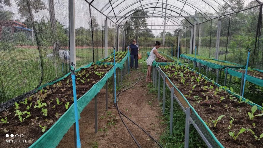A Suwan Organic Farmstay pendant la saison des Pluies, il nous est plus difficile de cultiver les légumes, et nous avons du opter pour une diversification de nos activités.
