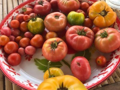 Les magnifiques tomates bio de notre ferme