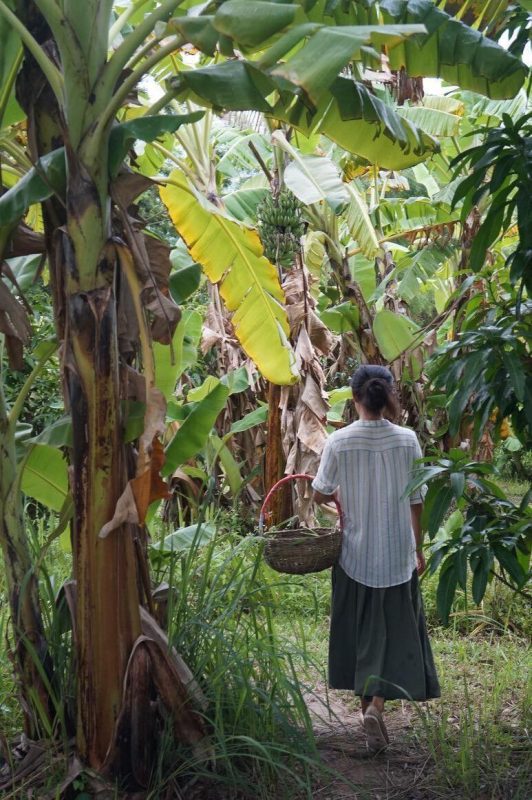 326403486_548241383733243_5741290438270114727_n Suwan récoltant les fruits de notre travail dans notre jardin comestible