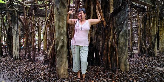 Le plus grand et le plus ancien (350 ans) figuier banian d'Asie